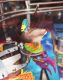 Ultimate Mallard Duck Mod For Black Rose Pinball Machines